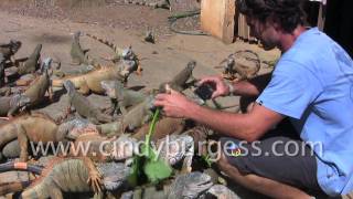 Archs Iguana Farm Roatan Honduras [upl. by Judi]