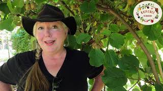 Raintree Nurserys Kiwi Growing Guide [upl. by Frendel]