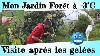 Mon JardinForêt à 3°C  Visite après les gelées [upl. by Sumer]