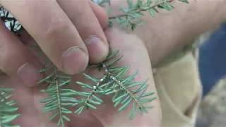 Hemlock Woolly Adelgid [upl. by Heid]