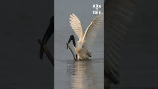 Animal Face Off  Brahminy Kite Vs Blackheaded Ibis  Nikon Z6III  Encounter [upl. by Eugenius]