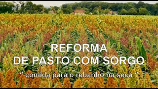 Reforma de pasto sorgo  capim [upl. by Yeorgi942]