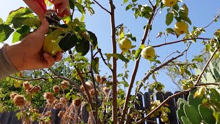 Growing Harvesting And Processing Quince Fruit  A Delicious Nutritional Powerhouse [upl. by Enaywd]