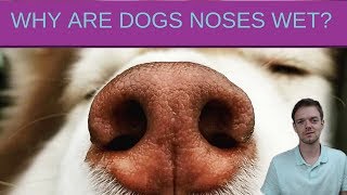 Why Do Dogs Have Wet Noses [upl. by Rogergcam]