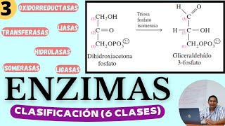 ENZIMAS 3  CLASIFICACIÓN  Las 6 clases de Enzimas Características y cómo reconocerlas [upl. by Jerrylee306]