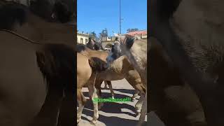 Gauchos Argentinos devotos de la virgen de Luján [upl. by Rumpf825]