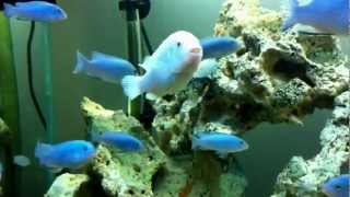 Aquário de Socolofis  Socolofi Aquarium  African Cichlids [upl. by Ylyl835]