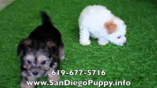 YorkiePoo amp MaltiPoo puppy playing together Pups for Sale CUTE [upl. by Burchett]