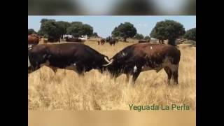 Pelea de Sementales Bravos  Toros peleando [upl. by Hallerson]