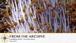 Pescadero Basin Matterhorn Vent Tube Worms 2017 Remastered  Nautilus Live [upl. by Awjan]