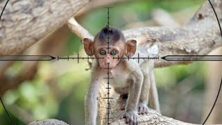 ☠️ BABY MONKEY Fall down  MONKEY HUNTING babymonkey [upl. by Bittner193]