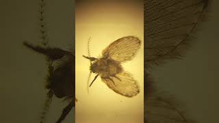 Psychodidae Sewer Gnats Drain Flies Sink Flies Filter Flies Live in Your Home Kyiv Ukraine [upl. by Bowen]