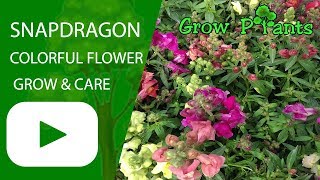 Snapdragon plant  Colorful Snapdragon flower  grow amp care [upl. by Akihdar33]