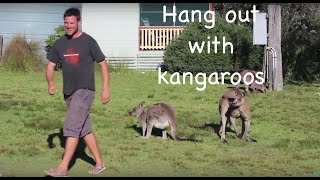 Hanging Out with Kangaroos New South Wales South Coast Australia [upl. by Attekram664]