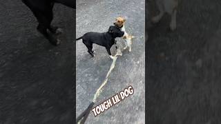 Pitbull v Jack Russell training day pitbull jackrussellterrier fypシ゚viral [upl. by Ruddy630]