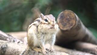 Chimunks with Sony SLTA55 and Minolta 500mm F8 Reflex [upl. by Barmen468]