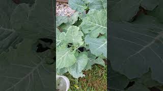 REAL PEST CONTROL THE BEST WAY TO GET RID OF GARDEN PESTS gardenshorts gardening [upl. by Kruter]