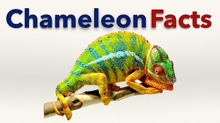 Chameleon Facts [upl. by Badr]