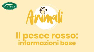 IL PESCE ROSSO INFORMAZIONI DI BASE [upl. by Sheepshanks8]