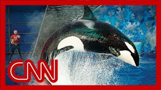 SeaWorld releases video of 2006 killer whale attack [upl. by Atteuqram291]