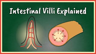 The Intestinal Villi Explained  Absorption [upl. by Ahsinev]