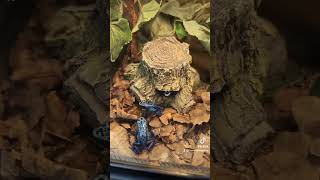 Vibrant Dart Frogs Natures Colorful Gems [upl. by Buffum]