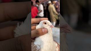 Pet market se le li  kabootar minivlog petsvlog rabbit pet animals shorts kabutar birds [upl. by Legyn]