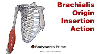 Brachialis Anatomy Origin Insertion amp Action [upl. by Aneres]