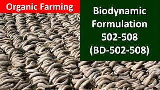 How to prepare and use Biodynamic formulation502508 BD502508 for Organic Farming [upl. by Ajak902]