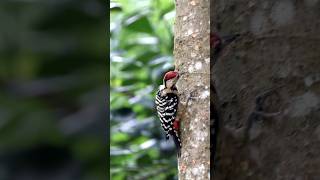 Fulvousbreasted woodpecker [upl. by Ailisab218]