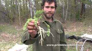 Wild Food Foraging  Intro to Wild Carrot [upl. by Anawed]