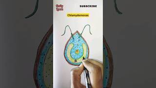 How to draw chlamydomonas diagramshortsvideodiagramdrawingviralytshortsviralvideoart biology [upl. by Eadrahs24]