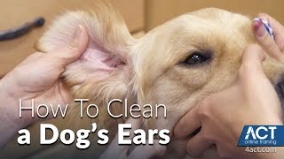 Cleaning A Dogs Ears  Veterinary Training [upl. by Nnylrats]