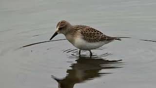 Semipalmated sandpiper on the hunt [upl. by Yenffit476]