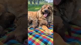 Caucasian shepherd puppies [upl. by Yancy]