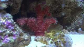 Red Chili Cactus Coral [upl. by Yliab]