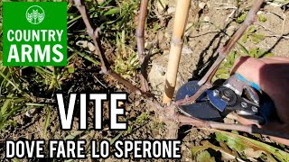 Potare la vite la costruzione dello sperone [upl. by Refinnaj]