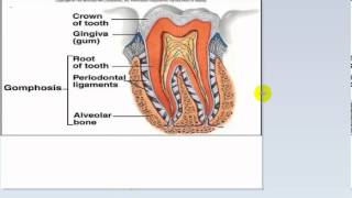 general anatomy 9  joints part 1by dr  sameh ghazy [upl. by Eaver208]