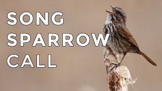 Song Sparrow Calls and Songs 2024  Have you heard this bird before [upl. by Bottali]