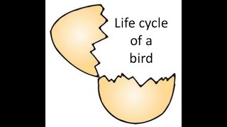 Life cycle of a bird SCHOOL PROJECT [upl. by Danais659]