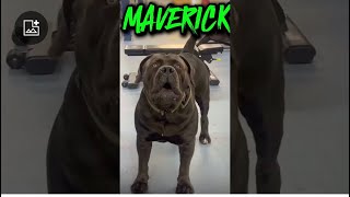 MAVERICK THE JET BLACK SOUTH AFRICAN BOERBOEL [upl. by Htrowslle508]