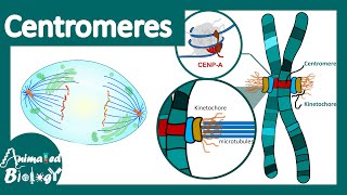 Centromeres  Centromeres and Kinetochores  Chromosomal organization  centromere function [upl. by Acireed]