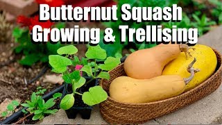 Butternut Squash Growing Tips and 4 Ways to Trellis It [upl. by Ira535]