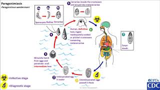 Paragonimus spp life cycle [upl. by Muriah]