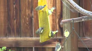 Birds feeding on Home Depot Nyjer Seed [upl. by Ellerey]