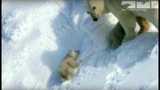 Polar bear saves cubs from dangerous male polar bear [upl. by Ahsatsana]