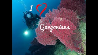 I love Gorgonians  4K  Diving in Moscenicka Draga [upl. by Aicac488]