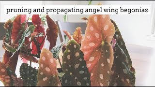 how to prune and propagate angel wing begonias [upl. by Edny743]