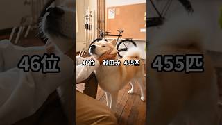 99年飼われていた犬種40位まで 人気犬種 いぬ 秋田犬 [upl. by Lorne]