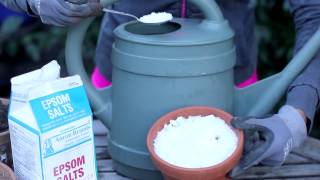 Uses for Epsom Salts in the Garden  Around the Garden [upl. by Woodberry]